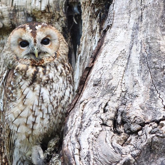 From Owls to Aliens: Changing Forms